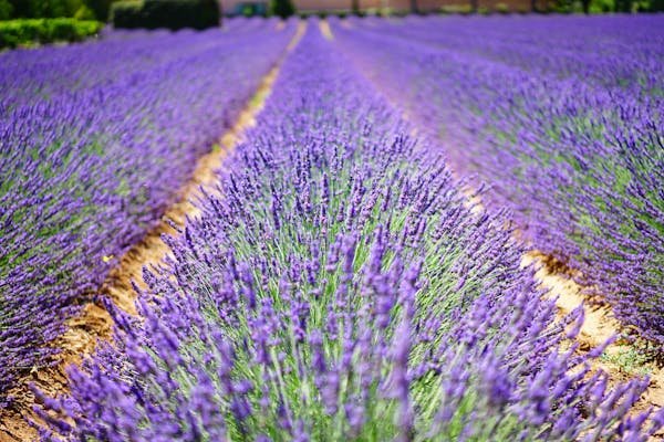 Affiche Provence : une touche de charme à votre décoration